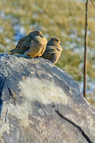 Two mourning doves, basking in the sun on a large rock; one is exceptionally round and puffed