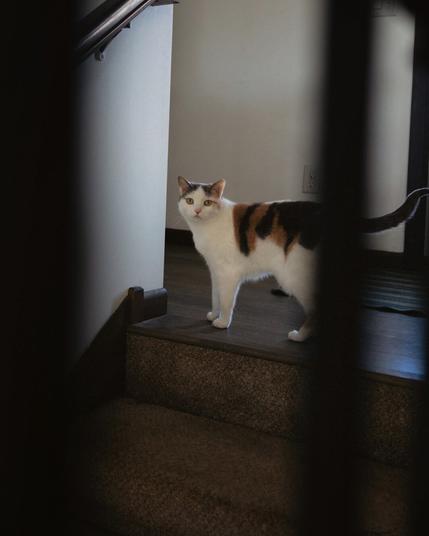 The same calico cat stands on a carpeted stair landing, looking towards the camera with wide, curious eyes. The perspective is slightly obstructed by dark, blurred foreground elements, giving a sense of peeking or spying on the cat. The background features a white wall, a handrail, and a wooden floor.