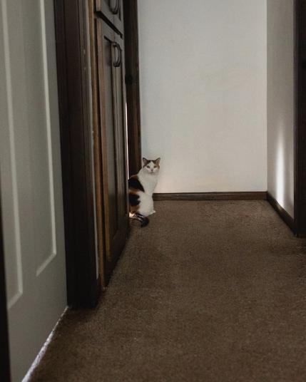 A calico cat with white, black, and orange fur sits in a dimly lit hallway, partially hidden behind a wooden cabinet. The cat looks directly at the camera with an alert expression. The scene has a warm, moody atmosphere with soft lighting and shadows cast on the beige carpet and wooden details.