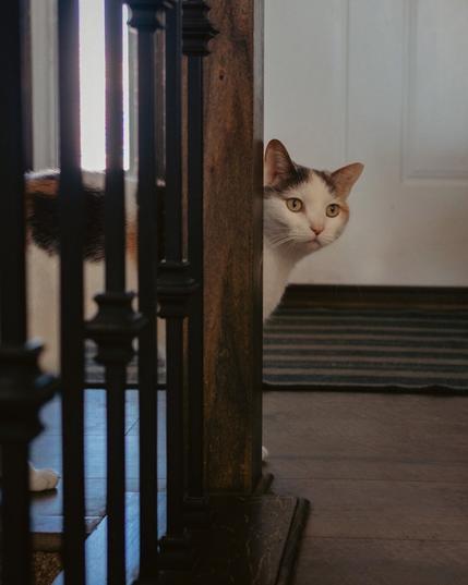 The calico cat peeks out from behind a wooden post near a staircase, its head tilted slightly with large, golden eyes focused on something off-camera. Black metal railings frame the foreground, adding depth to the composition. The background features a striped rug on a wooden floor and a white door.