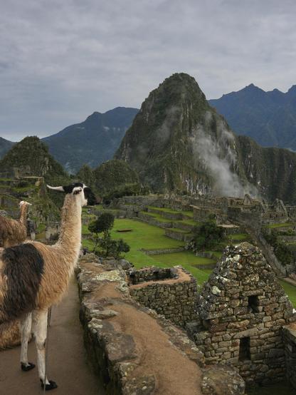 In the front left of the image, the front half of  a Ilama is visible. The llama has a dark brown  vertical stripe across its belly and back. The  chest, shoulders, neck, and ears are light  brown, while the muzzle is dark brown. The  Ilama is looking away from me, the observer  (photographer), as I stand behind the llama,  watching it gaze down towards the Machu  Picchu ruins site.  A portion of the walls, ruins, and terraces  are visible. Vibrant green grass is growing  between them. In the background, in front of  a distant mountain range, the Huayna Picchu  peak rises into the gray-shrouded sky