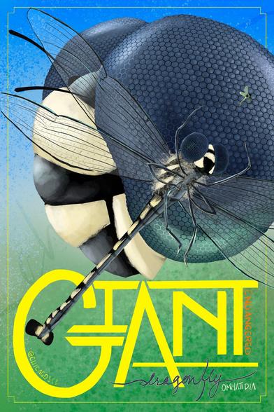 A poster featuring a GIANT dragonfly (Petalura gigantea) and its ommatidia