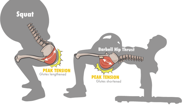 Photo comparing peak tension when glues are lengthened in the bottom of a squat vs. peak tension at the top of a hip thrust when the glues are shortened