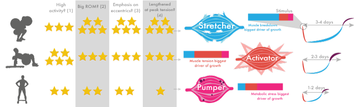 Chart showing stretcher vs activator vs pumper exercises and the features of each.