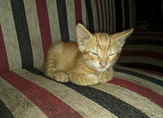 Un gatito de color naranja está descansando sobre un sofá con un diseño de rayas verticales en tonos rojo, negro y beige. El gatito tiene los ojos medio cerrados, como si estuviera adormilado o relajado. Sus patas delanteras están juntas y parece estar cómodo en el lugar donde se encuentra.