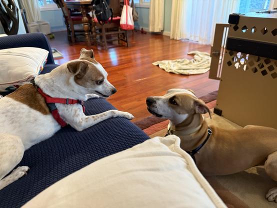 Small brown and white dog on blue couch. Large brown and white dog on rug looking directly at each other