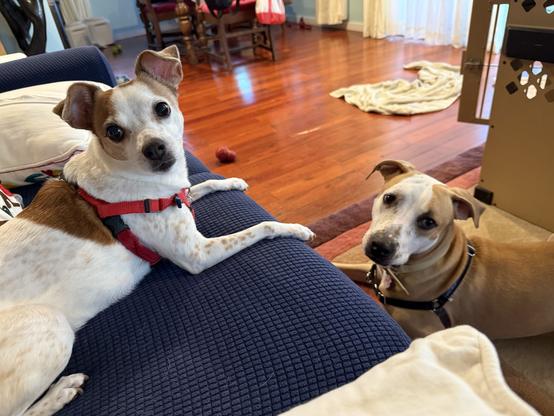 Small brown and white dog on a blue couch. Large brown and white dog on the rug. Both looking at the camera