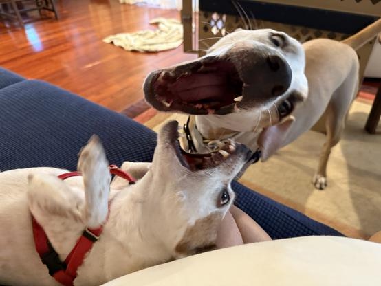 Small brown and white dog and large brown and white dog. Mouths open getting ready to play