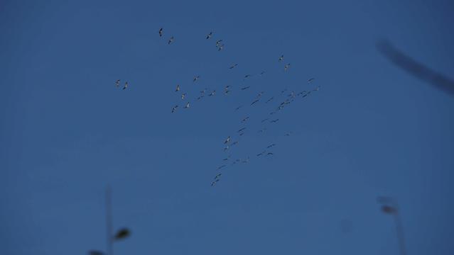 Kraniche am blauen Himmel