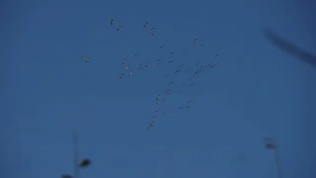 Kraniche am blauen Himmel