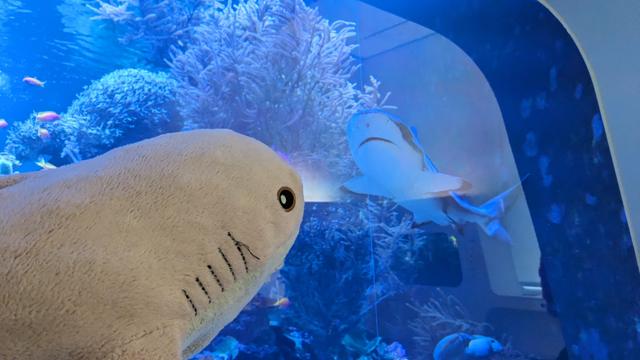 Rosåhaj starring at a blue shark in an aquarium.