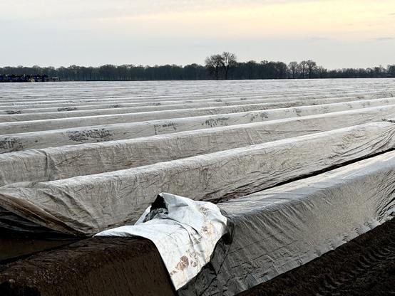 Geplastificeerd veld…
