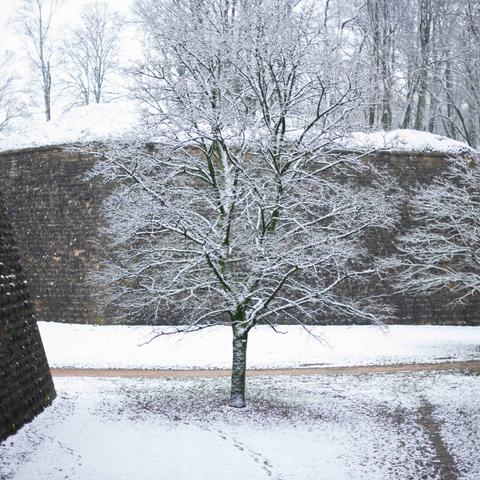 L'image montre un paysage hivernal avec quelques arbres dénudés recouverts d'une fine couche de neige. Ils sont au pied du rempart. Au centre, un grand arbre se dresse sur un sol partiellement enneigé, avec des sentiers visibles dans la neige. L'ensemble de la scène est baigné d'une lumière douce, typique des journées nuageuses d'hiver.