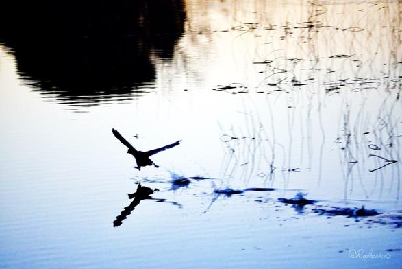 Photo prise au crépuscule montrant une foulque macroule (un oiseau ressemblant un peu à une grosse poule noire avec le bec blanc et une plaque frontale blanche, et des doigts palmés) en train de courir-voler au ras de l’eau, on voit les ricochets de ses pas sur l’eau derrière elle. L’eau est très calme avec un effet miroir et des coloris beige en haut puis blanc et bleu, on voit quelques fins roseaux émerger sur la droite et le reflet d’un pin sur l’angle haut à gauche.