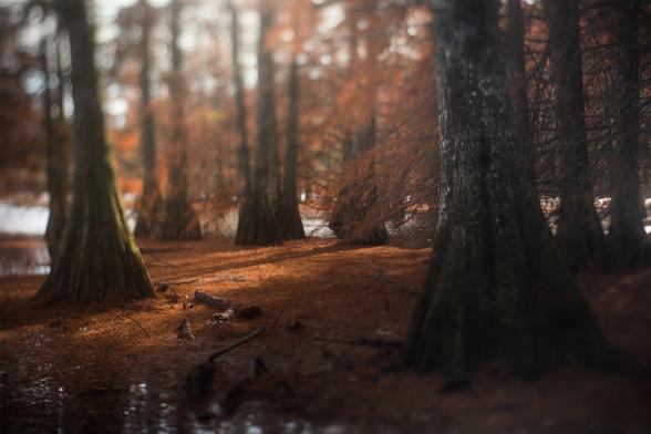 Paysage d'automne dans des cyprès dont les racines sont dans un étang. Le soleil perce à travers les branches dénudées, leurs feuilles rouges jonchent la surface de l'eau.