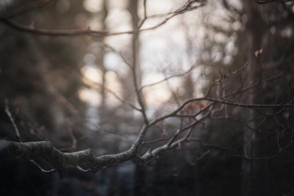Photographie d'une branche d'arbre en hiver, l'arrière plan est très flou. L'atmosphère est onirique.
