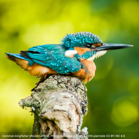 photo of a kingfisher