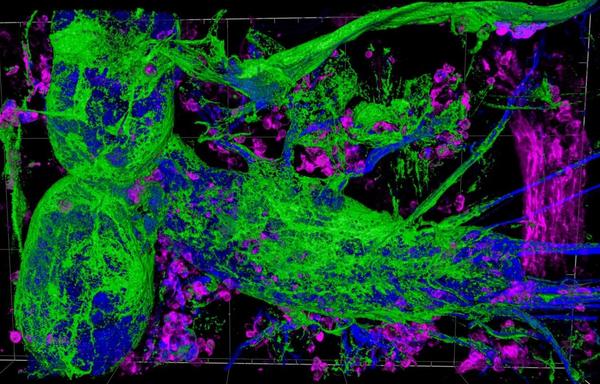 Third instar larval brain of the genotype [repo-Gal4 UAS-PGRP-LE STAT92E::GFP mdr65-tdTomato] stained for STAT activity (anti-GFP staining, green), subperineurial glial cells (anti-dsRed staining, magenta), and neural lamella (anti-Laminin staining, blue). Credit: Bente Winkler.