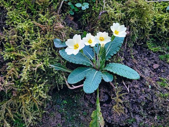 Photograph of a primula in bloom