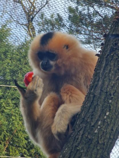 Alt text by Bing:
A gibbon with light brown fur and a dark face is hanging from a tree branch at Burger's Zoo. The gibbon is holding a red fruit, possibly a cherry or a small apple, in one hand. The background shows a netted enclosure with green foliage and tree branches visible through the netting. The gibbon's posture and the natural setting highlight its arboreal lifestyle and diet.