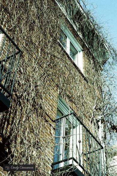 Édifice recouvert de branchages. Photographie par Cindy Cinnamon