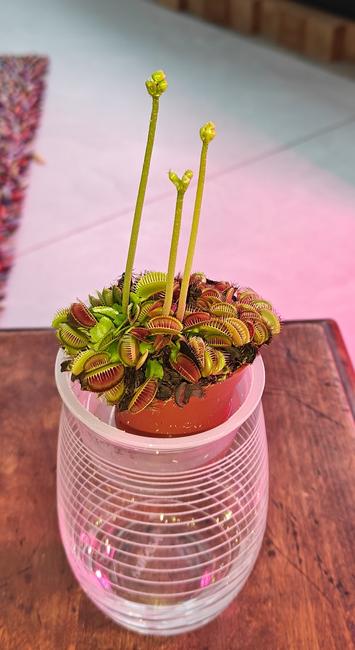 A small houseplant with green and rosy fly-catching leaves and longish green stems with flower buds sits in a cup of water on a dark brown patinated wooden end table.