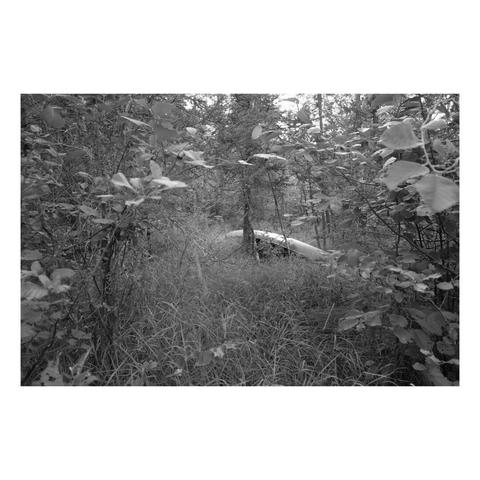 a canoe rest against a tree in a clearing in the woods