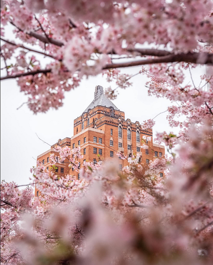 Upper floor windows of the 15-story 1931 YMCA Art Deco building, Akron, Summit County, Ohio, USA, framed by spring blossoms along the Ohio & Erie Canal. Photo credit to Anthony Boarman.