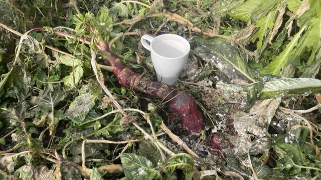 Ein Radieschen vom Vorjahr, das noch in der Erde steckt und rund 20 cm lang ist. Zur Veranschaulichung der Größe steht eine weiße Tasse neben dem Radieschen.