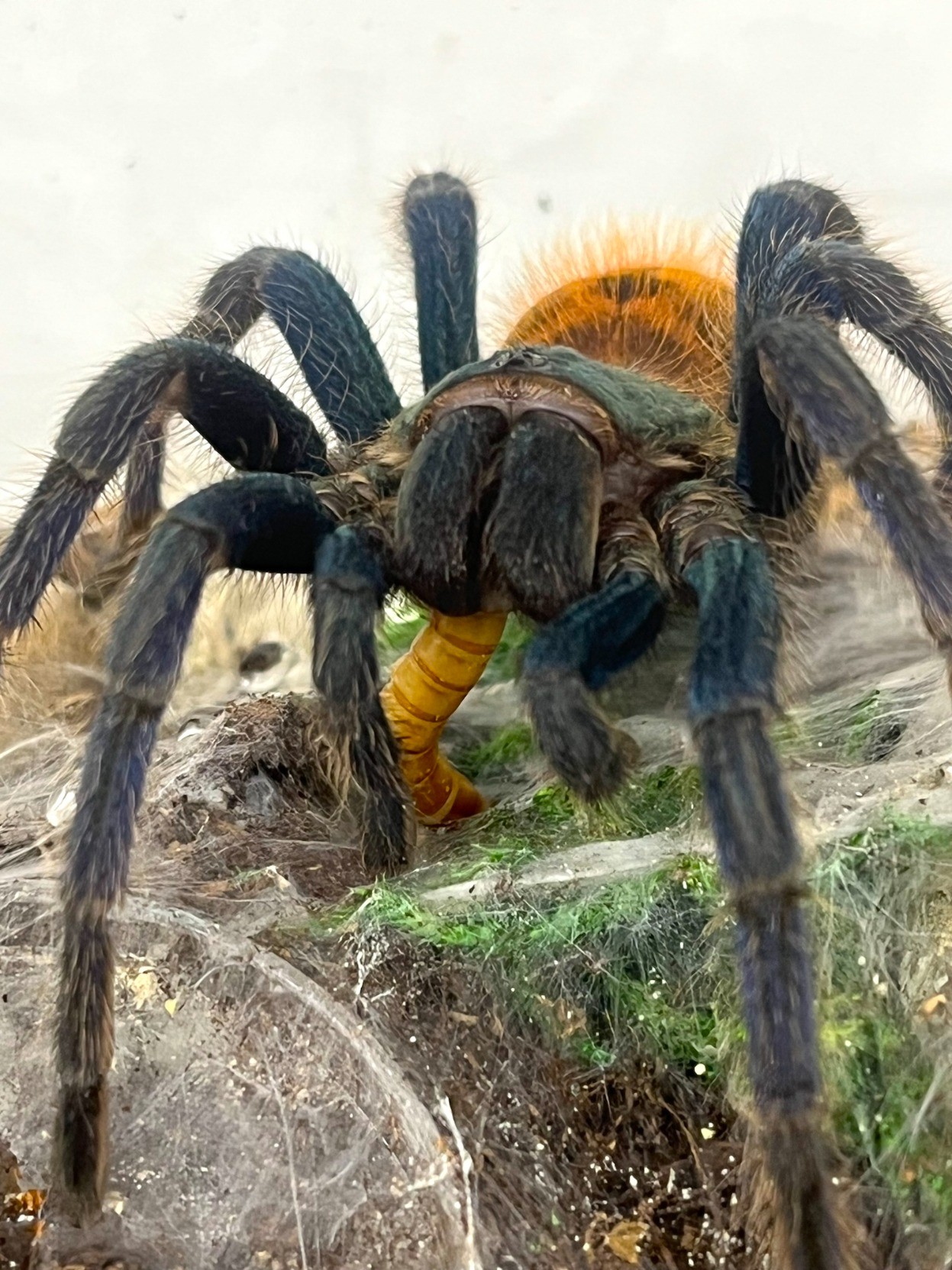 Greenbottle Blue tarantula