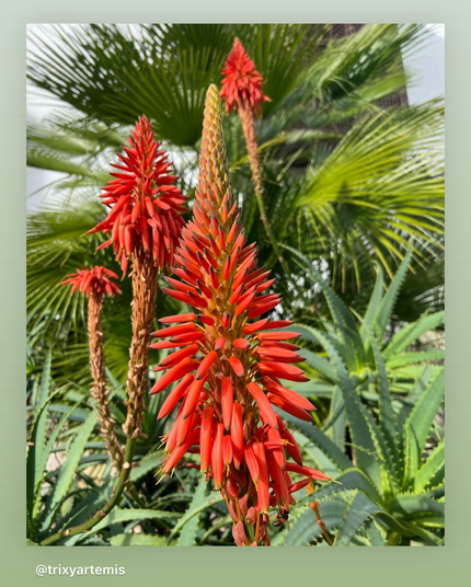 Green foliage shining vibrantly around a red candelabra aloe flower which is in the Center of the frame with smaller flowers to the left and above, with palm leaves spraying out to the top of the frame. A small bit of sky can be seen o. The distance. A luscious green and red shot bursting with colour.