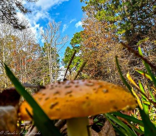 The image shows a close-up view of a yellow mushroom with small brown spots on its cap, situated in a forested area. The perspective is low to the ground, emphasizing the mushroom in the foreground. Surrounding the mushroom are green blades of grass and fallen leaves. In the background, there are various trees, some with green foliage and others with bare branches, indicating a transition between seasons. The sky is blue with scattered clouds, adding a vibrant contrast to the earthy tones of the forest floor. The image is interesting due to its unique perspective, highlighting the mushroom's details and the natural environment around it.