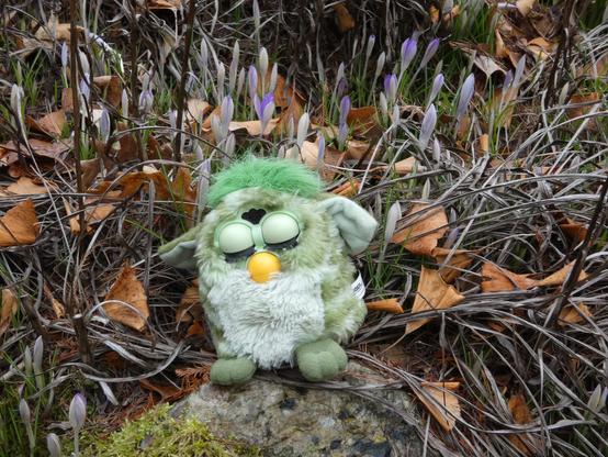 Ein grüner Furby mit geschlossenen Augen sitzt auf einem Stein. Hinter ihm sieht man noch geschlossene lila Krokusse. Einige alte Blätter und Pflanzen um dem Furby herum.