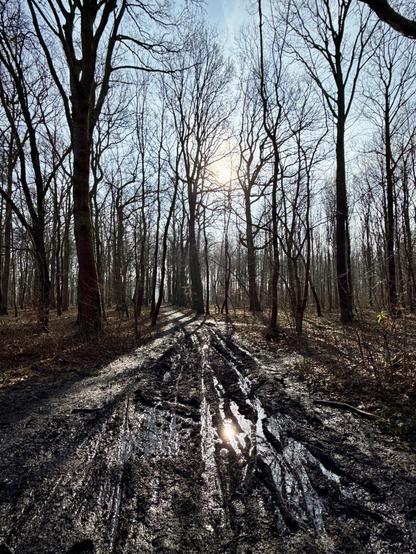 A muddy path in a still bare winter forest with the sun shining through the branches.