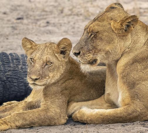 A lioness and cub rest together on the ground, exuding a sense of connection. The cub looks intently toward us while the lioness takes the opportunity for a little shut eye.

#lions #lioness #cub #wildlife #wildlifephotography #resting #bonding #animals #bigcat #AYearForArt #buyIntoArt #giftideas #wallart #artforsale @joancarroll

https://joan-carroll.pixels.com/featured/adult-lion-and-cub-2-zimbabwe-africa-joan-carroll.html