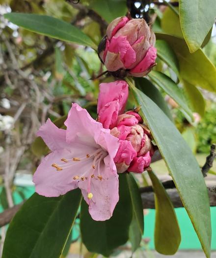Close up on a rhododendron bush with an open pink flower & a few clustered buds, starting to blossom.