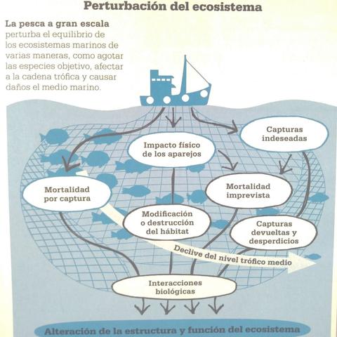 Gráfico que muestra las distintas formas de perturbación del ecosistema marino por la pesca: mortalidad por captura, capturas indeseadas, impacto físico de los aparejos, destrucción del hábitat, capturas devueltas, etc.