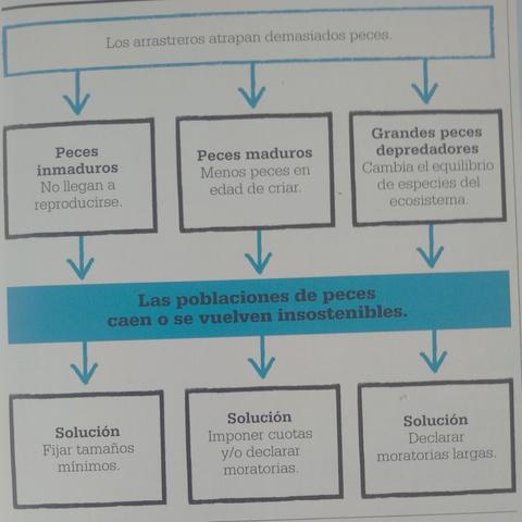 Gráfico con el impacto de la pesca de arrastre: pesca excesiva, pesca de inmaduros, pesca de depredadores. Y también soluciones: fijar tallas mínimas, imponer moratorias a la pesca y que sean moratorias largas.