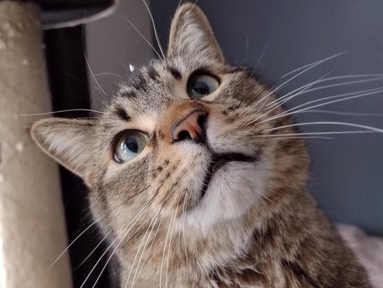 Figgy sits with a curious expression on his face.
