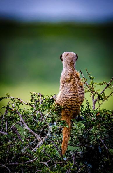 This image shows a meerkat sitting on a bush, facing away from the camera. The background is blurred, showcasing shades of green and blue.