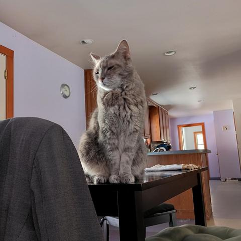 My cat sits on the dining room table staring at me until I agree to serve her lunch.