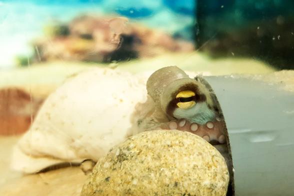 Octopus hidden in a PVC tube shelter. Behavioural biologists measure the time it takes to emerge from the shelter. This type of measurement is usually analysed using a Cox model.