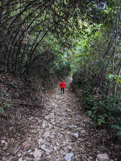 A child wearing a bright red jacket walks away from the viewer along a rocky path through a dense, green forest. The path is the central focus, stretching into the distance, and is made up of light-colored stones and patches of earth. The stones vary in size and are scattered unevenly, suggesting a rugged trail.