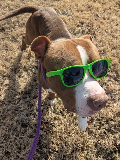 Brown and white pitbull wearing green sunglasses.