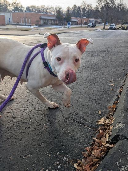 White pitbull with her tounge out.