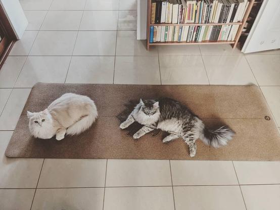 Two cats laying on a yoga mat.