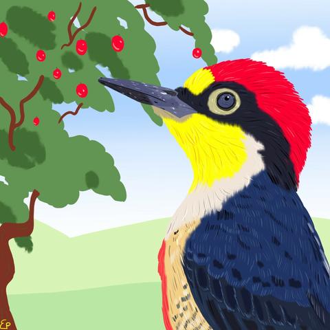 A yellow-fronted woodpecker, a woodpecker with a grey beak, black markings around the eyes, red head, yellow breast, white belly and dark-blue back, next to an apple tree, with pastures and a blue sky with white fluffy clouds in the background, cartoon style.