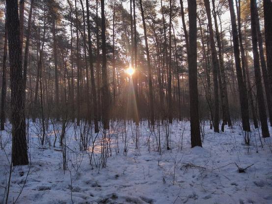 A snowy forest in the morning. Between pine trees the bright orb of sun is visible, so bright that it overcomes the nearby trees covering them. The light rays expand radially from it, turning the brown-green background of the forest into interlaced bright and dark stripes. In the middle, there is a wide yellow stripe on the white snow, partially covered by vertical bare stems of some shrubs.