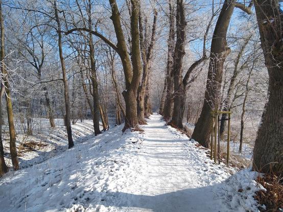 A snowy alley on top of an embankment. There is a trodden path in the middle. It's surrounded on both sides by tall trees, slightly leaning outwards. Their bark is brown-green, and their crowns are a thick web of thin branches, tinted white by the frost. To the right, there's a snowy meadow. To the left, there's a ditch, and another snowy terrain behind it. The sky is bright blue. The shadows are on the left side.