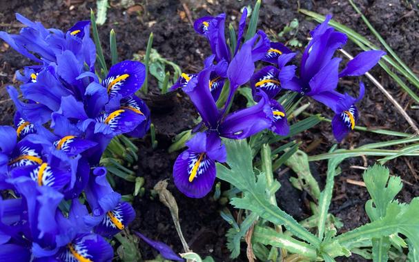 A patch of iris reticulata flowers growing on a garden border. The colour ranges from light blue to lilac petals with specks of white and yellow centres.